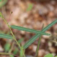 Chamaecrista mimosoides (L.) Greene